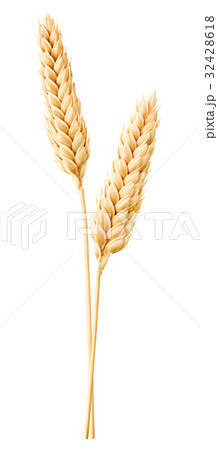 Isolated wheat 32428618