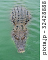 Crocodiles at Crocodile Farm in Thailand. 32428888