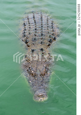 Crocodiles at Crocodile Farm in Thailand. 32428888