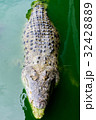 Crocodiles at Crocodile Farm in Thailand. 32428889