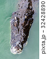 Crocodiles at Crocodile Farm in Thailand. 32428890