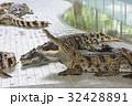 Crocodiles at Crocodile Farm in Thailand. 32428891