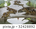 Crocodiles at Crocodile Farm in Thailand. 32428892