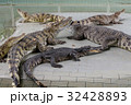 Crocodiles at Crocodile Farm in Thailand. 32428893
