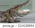 Crocodiles at Crocodile Farm in Thailand. 32428894