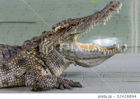 Crocodiles at Crocodile Farm in Thailand. Crocodiles at Crocodile Farm in Thailand. 32428894