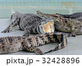 Crocodiles at Crocodile Farm in Thailand. 32428896