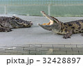 Crocodiles at Crocodile Farm in Thailand. 32428897