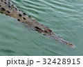 Crocodiles at Crocodile Farm in Thailand. 32428915