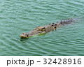 Crocodiles at Crocodile Farm in Thailand. 32428916