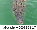 Crocodiles at Crocodile Farm in Thailand. 32428917