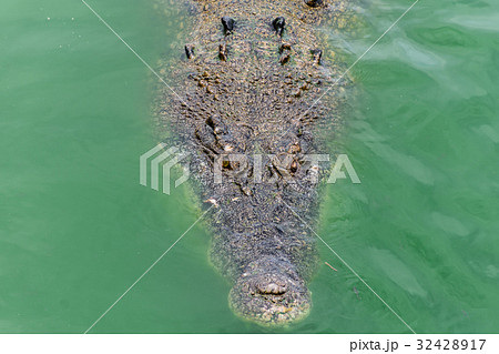 Crocodiles at Crocodile Farm in Thailand. Crocodiles at Crocodile Farm in Thailand. 32428917