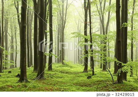 Beech trees surrounded by fog on rainy spring day 32429015