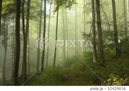 Trail through the foggy spring beech forest Trail through the foggy spring beech forest 32429016