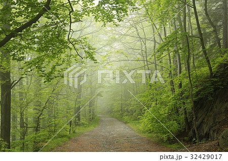 Trail through the foggy spring beech forest Trail through the foggy spring beech forest 32429017