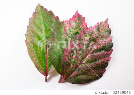 Leaf of Chinese hibiscus flower isolated 32429046