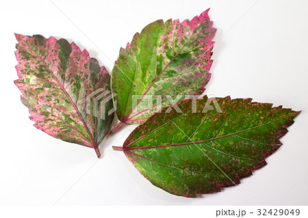 Leaf of Chinese hibiscus flower isolated 32429049