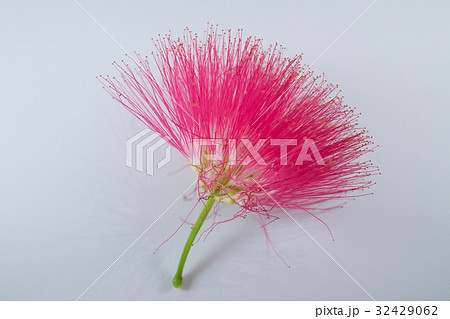 Pink flower Powder Puff or Head Powder Puff  32429062