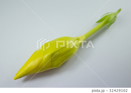 Yellow Allamanda flower isolated Yellow Allamanda flower isolated 32429102