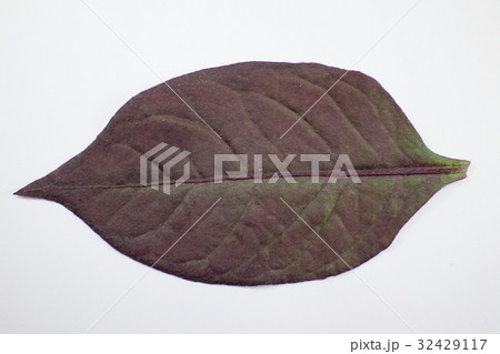 Red leaf of Red Ivy or Red flame ivy  32429117