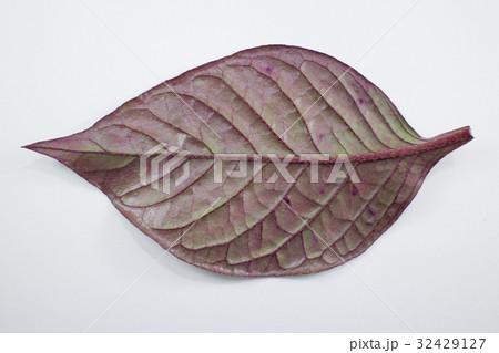 Red leaf of Red Ivy or Red flame ivy  32429127