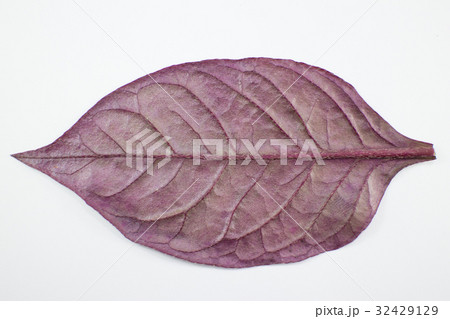 Red leaf of Red Ivy or Red flame ivy  32429129