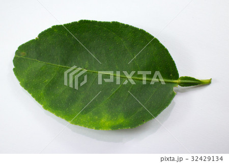green leaf isolated on white background green leaf isolated on white background 32429134