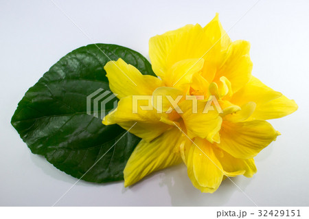Close up of Yellow  Hibiscus rosa Flower isolated 32429151