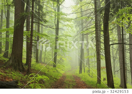 Trail through the foggy spring forest  32429153