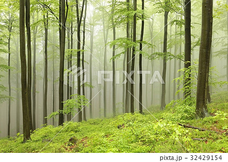 Beech trees surrounded by fog on a spring morning Beech trees surrounded by fog on a spring morning 32429154