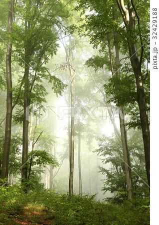 Spring beech forest in the fog 32429188