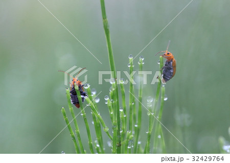 朝露 朝露 32429764