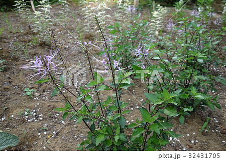 ふかや緑の王国のネコノヒゲ ふかや緑の王国のネコノヒゲ 32431705