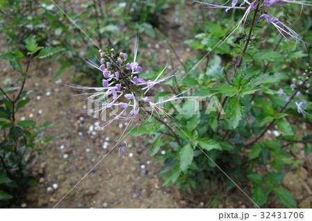 ふかや緑の王国のネコノヒゲ 32431706