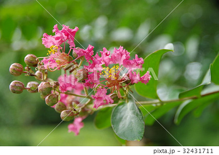 ふかや緑の王国のサルスベリ 32431711