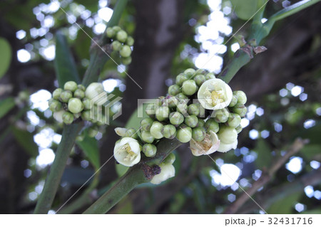 フクギの花 32431716