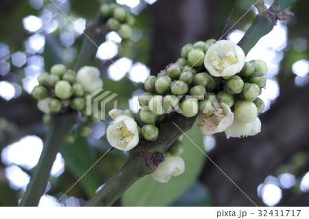 フクギの花 32431717
