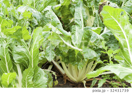 不断草の畑 32431739