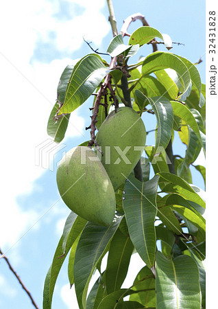 キンコーマンゴー(金煌マンゴー) キンコーマンゴー(金煌マンゴー) 32431828