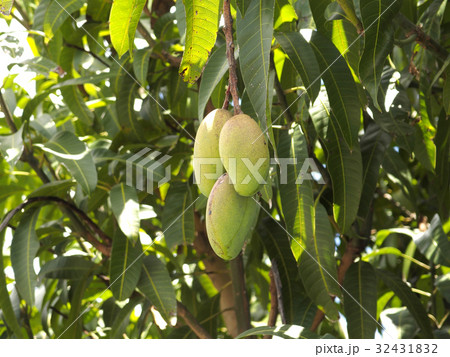 キンコーマンゴー（金煌マンゴー） 32431832