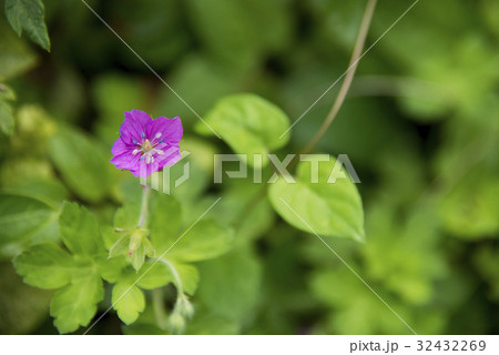 ベニバナゲンノショウコの花 32432269