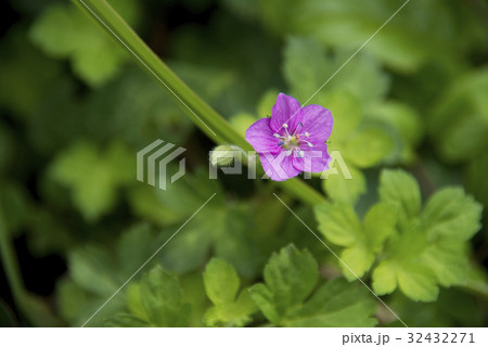 ベニバナゲンノショウコの花 ベニバナゲンノショウコの花 32432271
