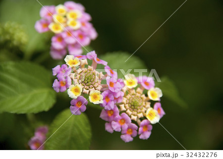 ランタナの花 ランタナの花 32432276