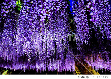藤の花／フジの花　夜景・ライトアップ　2017年5月 （栃木県 足利市） 32432349