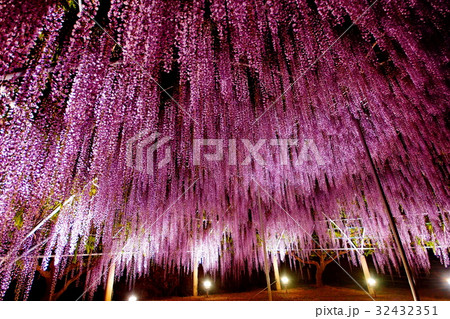 藤の花/フジの花 夜景・ライトアップ 2017年5月 (栃木県 足利市) 藤の花/フジの花 夜景・ライトアップ 2017年5月 (栃木県 足利市) 32432351