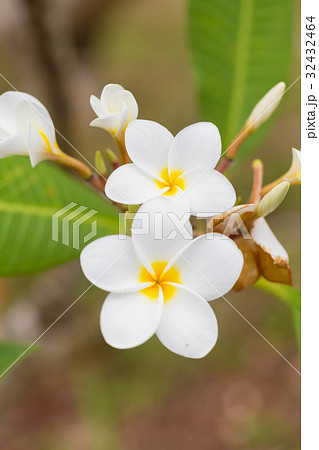 プルメリア 32432464
