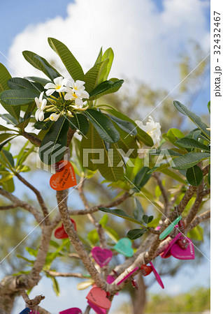 プルメリア プルメリア 32432467