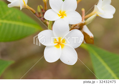 プルメリア 32432475
