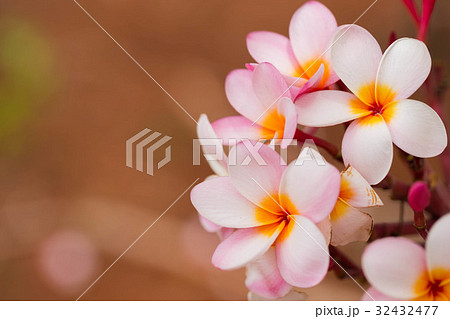 プルメリア 32432477