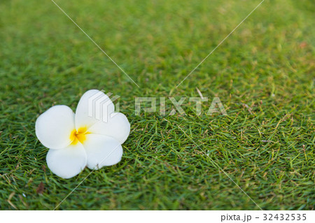 プルメリア 32432535